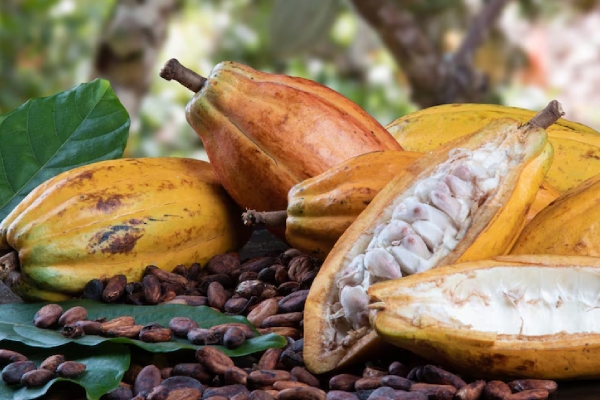 "Alimento de los dioses": el mundo celebra al cacao y al chocolate este 7 de julio