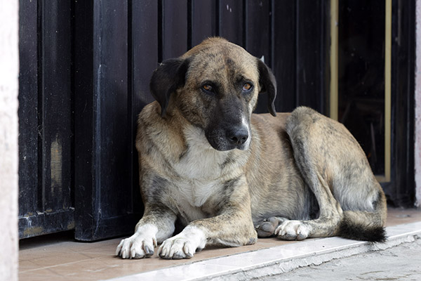 Los estados en México con mejores políticas públicas a favor de los animales
