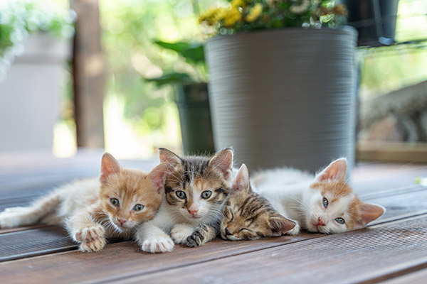 ¿Adoptaste un gato? Esto es lo primero que debes hacer para cuidarlo bien