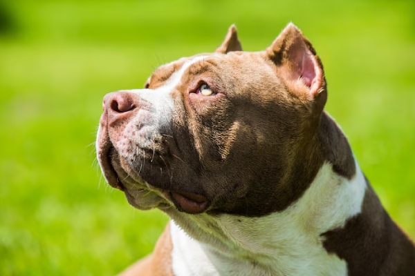 Pitbull mata a una bebé ante los ojos de su madre