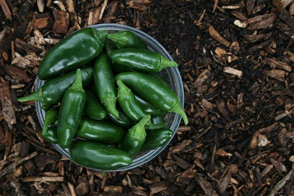 Casi linchan a un ladrón de chiles