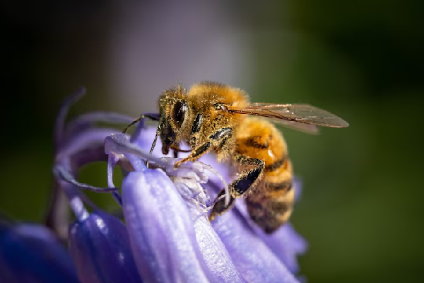China desarrolla la primera abeja cíborg para misiones de rescate y vigilancia