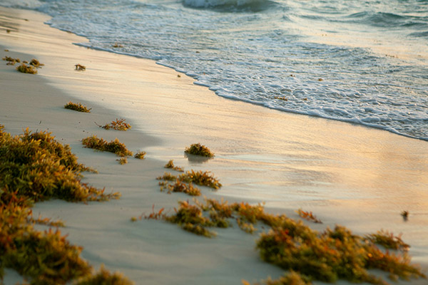 Suman más de 44,000 toneladas de sargazo retiradas en playas mexicanas en 2025