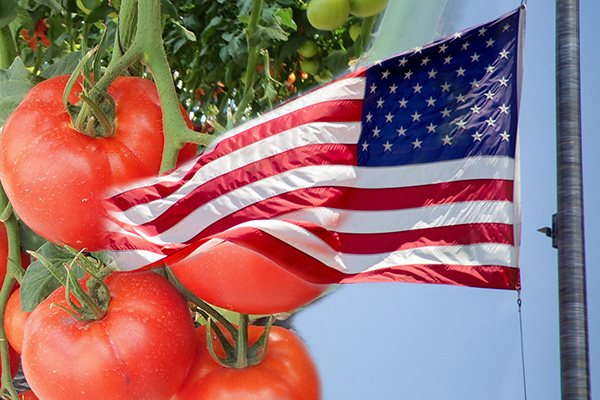 EU aplica aranceles de más de 20% al tomate mexicano