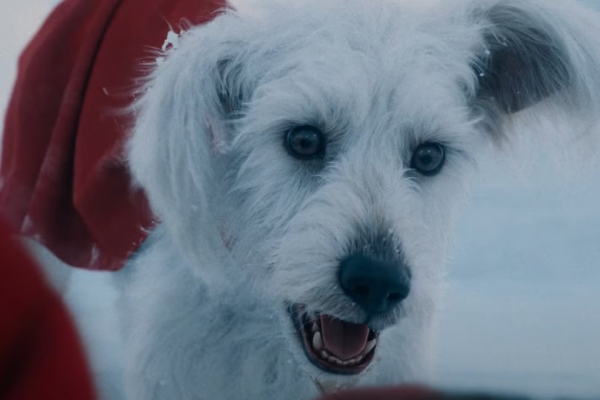 Krypto es real: el perro de Superman está inspirado en la mascota de James Gunn