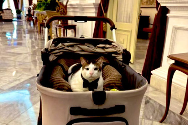 El gato del presidente de Indonesia tendrá su propia escolta
