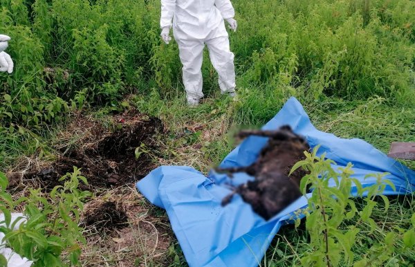 FGE efectúa la primera exhumación de canideo en la capital poblana