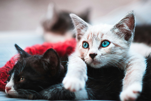 Los gatos pueden ser clave en los estudios del alzhéimer, descubren científicos