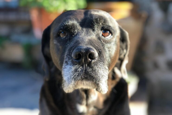 La píldora para alargar la vida de los perros está cada vez más cerca