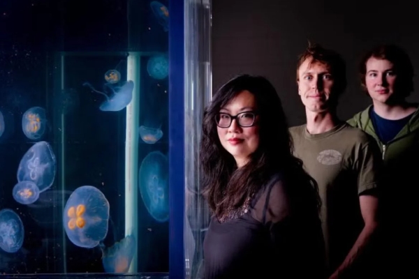Científicos desarrollan medusas "cíborg" para explorar las profundidades del océano