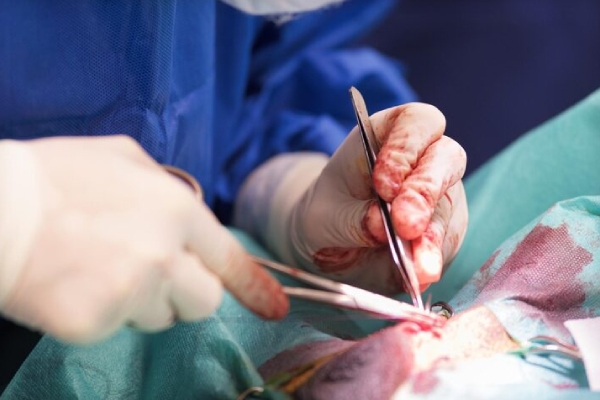 China lleva a cabo el primer trasplante de pulmón de cerdo a un humano