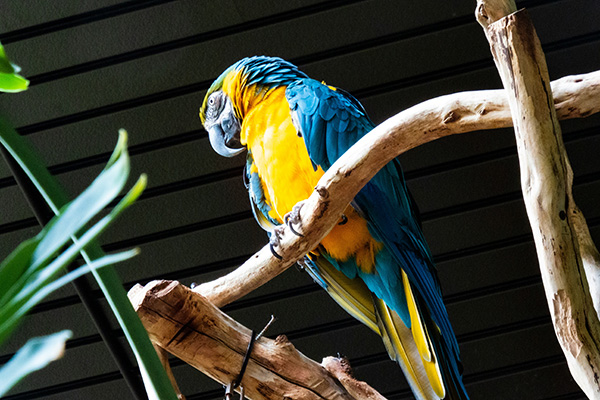 Calentamiento global ha desaparecido un tercio de las aves tropicales en el mundo