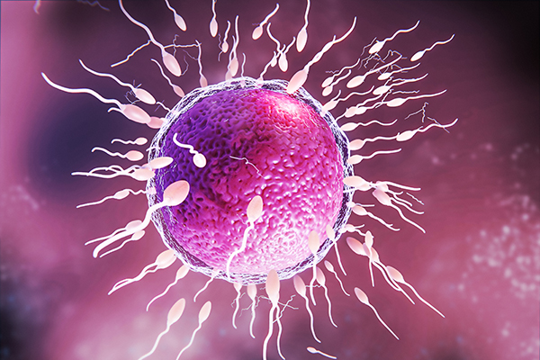 ¿Solución a la infertilidad?: Microrrobots hechos con espermatozoides