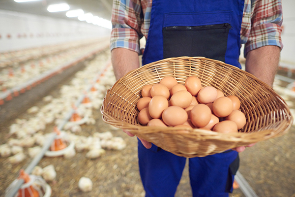 Día Mundial del Huevo: el alimento que nutre a México y fortalece a la industria nacional
