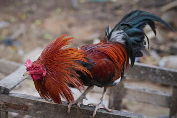 Gallo de pelea ganó la batalla… contra su dueño