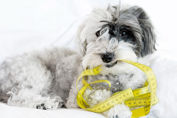 La obesidad puede reducir 20% la vida de tu mascota; conoce 5 tips para cuidarla