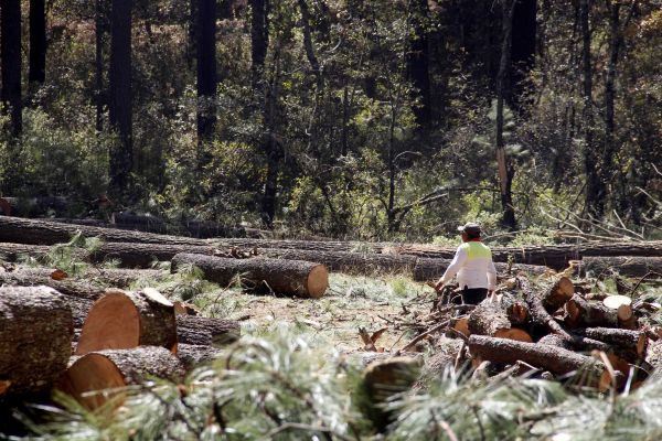 No sólo es culpa de las lluvias, la deforestación tiene su responsabilidad