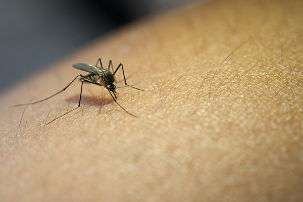 Islandia reporta el primer hallazgo de mosquitos en la historia del país