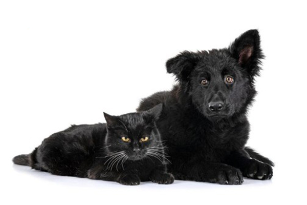 El lado oscuro de Halloween: mitos que ponen en peligro a perros y gatos negros