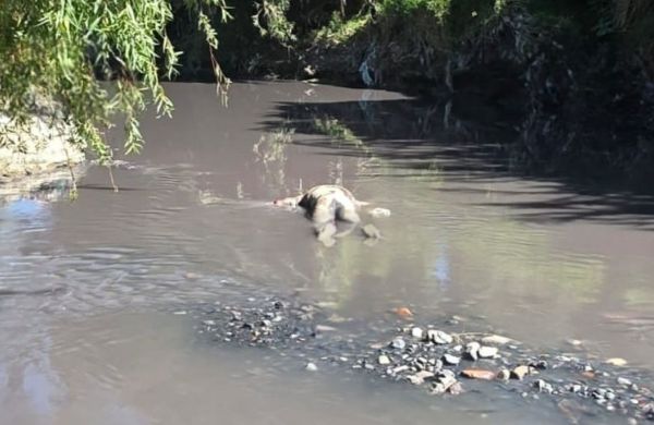 Hallan cadáver putrefacto en el Alseseca