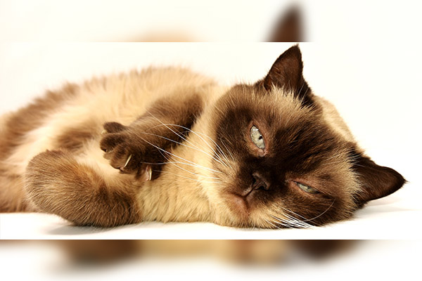 Lilly La Gata Que Salvo A Su Familia De Una Explosion Tras Identificar Una Fuga De Gas