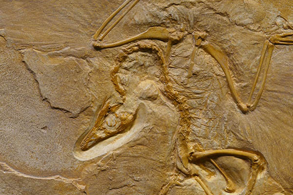 Descubren raro esqueleto completo de dinosaurio con la piel fosilizada