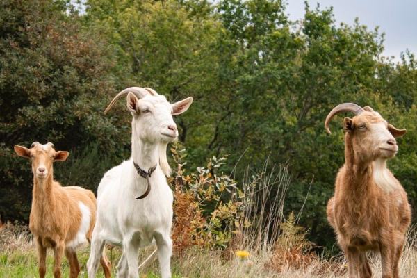 Isla italiana busca personas que deseen adoptar una cabra ante la sobrepoblación