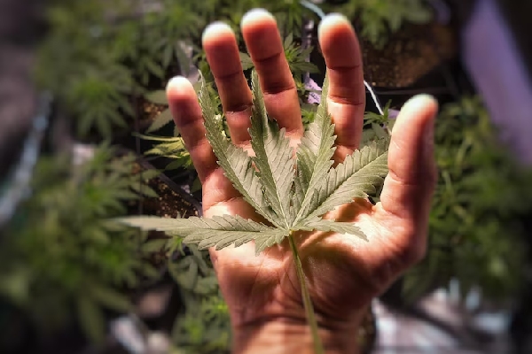 大麻は症状を和らげるだけでなく、がん細胞をブレーキすることを研究していることを示唆しています