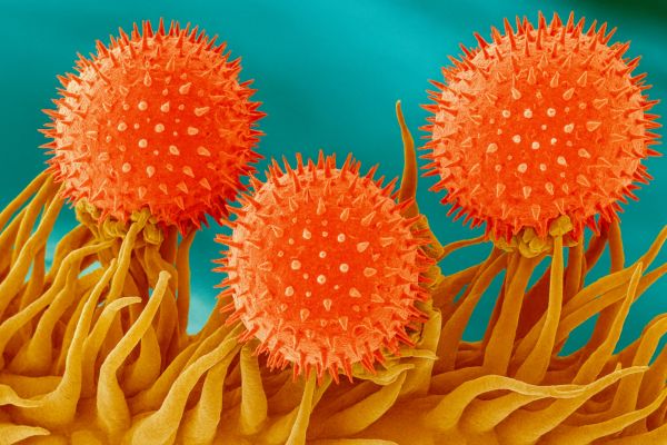 症状を治療するだけでなく、アレルギーをその原因から不活性化しようとします
