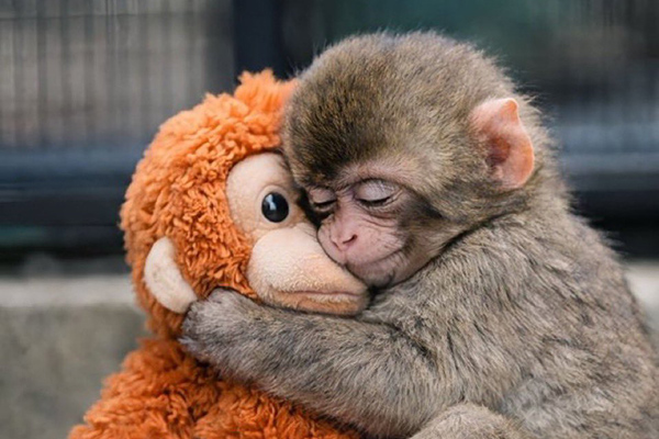Google homenajea a Punch, la cría de macaco que encontró consuelo en un  peluche